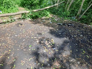 miejsce po rozpalonym ognisku leżą nadpalone kawałki drewna. Wokół miejsca rosną zarośla i drzewa.