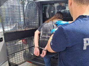 Osoba zatrzymana mężczyzna kajdankami wsiada do radiowozu prowadzona przez policjanta
