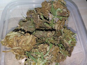 Zsusz roślinny koloru brunatno -zielonego w plastikowym pojemniku