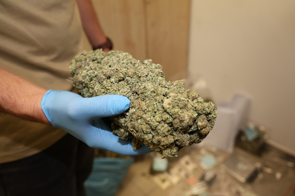 Zabezpieczone środki odurzające w postaci suszu ziela konopi innych niż włókniste trzymane w ręku przez mężczyznę policjanta