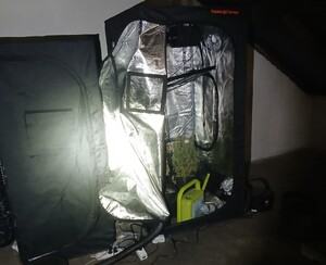 tunel do uprawy roślin z konopiami wewnątrz